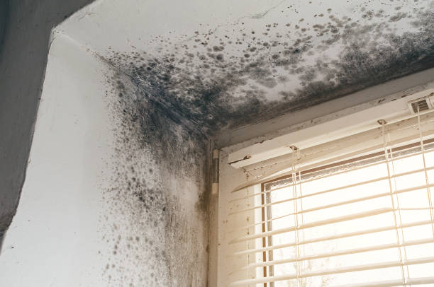 Affordable Basement Mold Removal solutions in New Windsor, MD