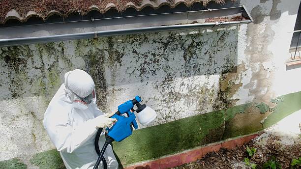 Top rated local Basement Mold Removal specialists in New Windsor, MD